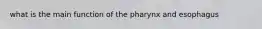 what is the main function of the pharynx and esophagus