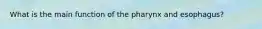 What is the main function of the pharynx and esophagus?