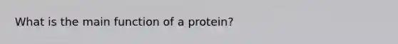 What is the main function of a protein?