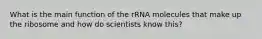 What is the main function of the rRNA molecules that make up the ribosome and how do scientists know this?