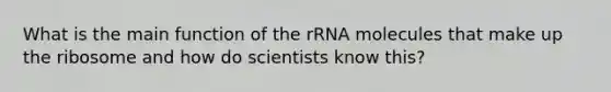 What is the main function of the rRNA molecules that make up the ribosome and how do scientists know this?