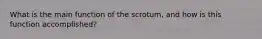 What is the main function of the scrotum, and how is this function accomplished?