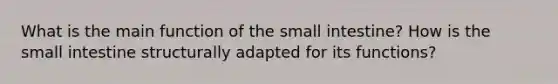 What is the main function of the small intestine? How is the small intestine structurally adapted for its functions?