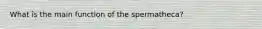 What is the main function of the spermatheca?