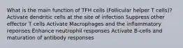 What is the main function of TFH cells (Follicular helper T cells)? Activate dendritic cells at the site of infection Suppress other effector T cells Activate Macrophages and the inflammatory reponses Enhance neutrophil responses Activate B-cells and maturation of antibody responses