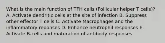 What is the main function of TFH cells (Follicular helper T cells)? A. Activate dendritic cells at the site of infection B. Suppress other effector T cells C. Activate Macrophages and the inflammatory reponses D. Enhance neutrophil responses E. Activate B-cells and maturation of antibody responses