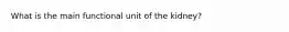 What is the main functional unit of the kidney?