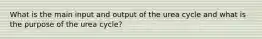 What is the main input and output of the urea cycle and what is the purpose of the urea cycle?