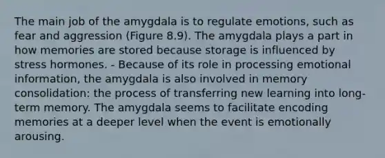 The main job of the amygdala is to regulate emotions, such as fear and aggression (Figure 8.9). The amygdala plays a part in how memories are stored because storage is influenced by stress hormones. - Because of its role in processing emotional information, the amygdala is also involved in memory consolidation: the process of transferring new learning into long-term memory. The amygdala seems to facilitate encoding memories at a deeper level when the event is emotionally arousing.