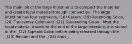 The main job of the large intestine is to compact the material and create fecal material through compaction. The large intestine has four segments, (18) Cecum, (19) Ascending Colon, (20) Transverse Colon and _(21) Descending Colon . After the fecal material travels to the end of the large intestine, it is stored in the _(22) Sigmoid Colon before being released through the _(23) Rectum and the _(24) Anus_.