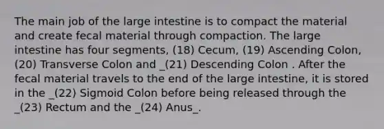 The main job of the <a href='https://www.questionai.com/knowledge/kGQjby07OK-large-intestine' class='anchor-knowledge'>large intestine</a> is to compact the material and create fecal material through compaction. The large intestine has four segments, (18) Cecum, (19) Ascending Colon, (20) Transverse Colon and _(21) Descending Colon . After the fecal material travels to the end of the large intestine, it is stored in the _(22) Sigmoid Colon before being released through the _(23) Rectum and the _(24) Anus_.