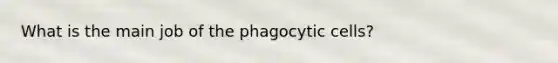 What is the main job of the phagocytic cells?