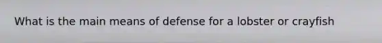 What is the main means of defense for a lobster or crayfish