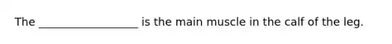 The __________________ is the main muscle in the calf of the leg.