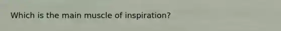 Which is the main muscle of inspiration?