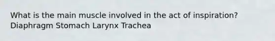 What is the main muscle involved in the act of inspiration? Diaphragm Stomach Larynx Trachea