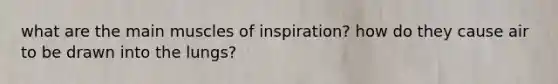 what are the main muscles of inspiration? how do they cause air to be drawn into the lungs?