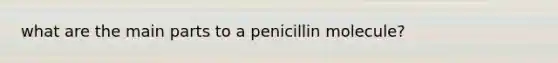 what are the main parts to a penicillin molecule?