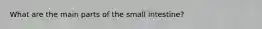 What are the main parts of the small intestine?