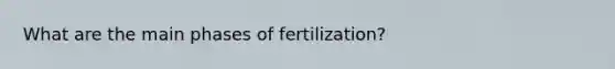 What are the main phases of fertilization?