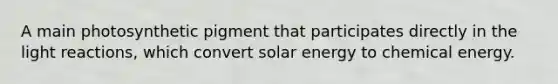 A main photosynthetic pigment that participates directly in the light reactions, which convert solar energy to chemical energy.