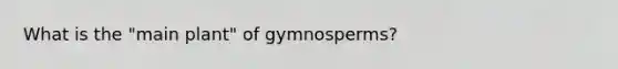 What is the "main plant" of gymnosperms?