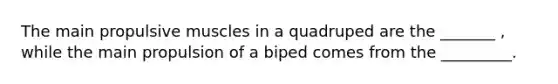 The main propulsive muscles in a quadruped are the _______ , while the main propulsion of a biped comes from the _________.