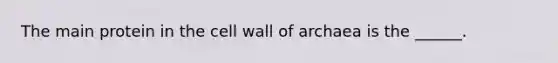 The main protein in the cell wall of archaea is the ______.