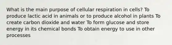 What is the main purpose of cellular respiration in cells? To produce lactic acid in animals or to produce alcohol in plants To create carbon dioxide and water To form glucose and store energy in its chemical bonds To obtain energy to use in other processes