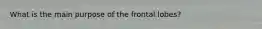 What is the main purpose of the frontal lobes?