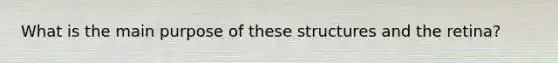 What is the main purpose of these structures and the retina?