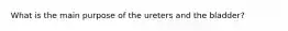 What is the main purpose of the ureters and the bladder?