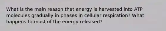 What is the main reason that energy is harvested into ATP molecules gradually in phases in <a href='https://www.questionai.com/knowledge/k1IqNYBAJw-cellular-respiration' class='anchor-knowledge'>cellular respiration</a>? What happens to most of the energy released?