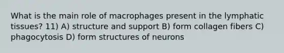 What is the main role of macrophages present in the lymphatic tissues? 11) A) structure and support B) form collagen fibers C) phagocytosis D) form structures of neurons