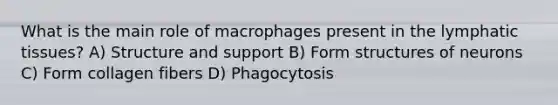 What is the main role of macrophages present in the lymphatic tissues? A) Structure and support B) Form structures of neurons C) Form collagen fibers D) Phagocytosis