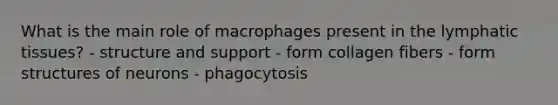 What is the main role of macrophages present in the lymphatic tissues? - structure and support - form collagen fibers - form structures of neurons - phagocytosis