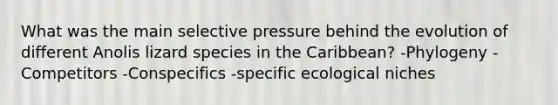 What was the main selective pressure behind the evolution of different Anolis lizard species in the Caribbean? -Phylogeny -Competitors -Conspecifics -specific ecological niches