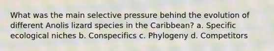 What was the main selective pressure behind the evolution of different Anolis lizard species in the Caribbean? a. Specific ecological niches b. Conspecifics c. Phylogeny d. Competitors