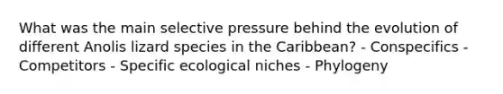 What was the main selective pressure behind the evolution of different Anolis lizard species in the Caribbean? - Conspecifics - Competitors - Specific ecological niches - Phylogeny