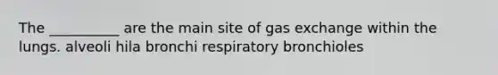 The __________ are the main site of gas exchange within the lungs. alveoli hila bronchi respiratory bronchioles