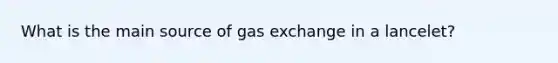 What is the main source of gas exchange in a lancelet?