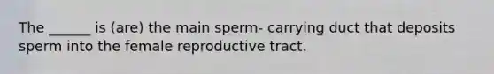 The ______ is (are) the main sperm- carrying duct that deposits sperm into the female reproductive tract.