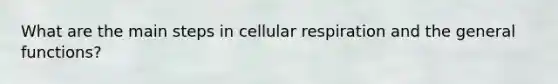 What are the main steps in cellular respiration and the general functions?