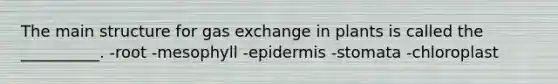 The main structure for <a href='https://www.questionai.com/knowledge/kU8LNOksTA-gas-exchange' class='anchor-knowledge'>gas exchange</a> in plants is called the __________. -root -mesophyll -epidermis -stomata -chloroplast