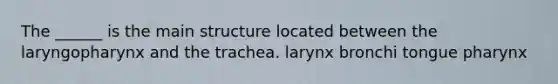 The ______ is the main structure located between the laryngopharynx and the trachea. larynx bronchi tongue pharynx