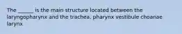 The ______ is the main structure located between the laryngopharynx and the trachea. pharynx vestibule choanae larynx