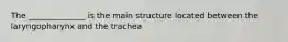 The ______________ is the main structure located between the laryngopharynx and the trachea