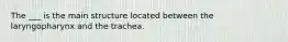The ___ is the main structure located between the laryngopharynx and the trachea.