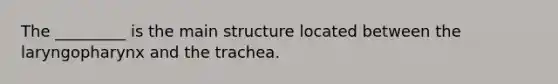 The _________ is the main structure located between the laryngopharynx and the trachea.