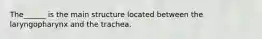 The______ is the main structure located between the laryngopharynx and the trachea.